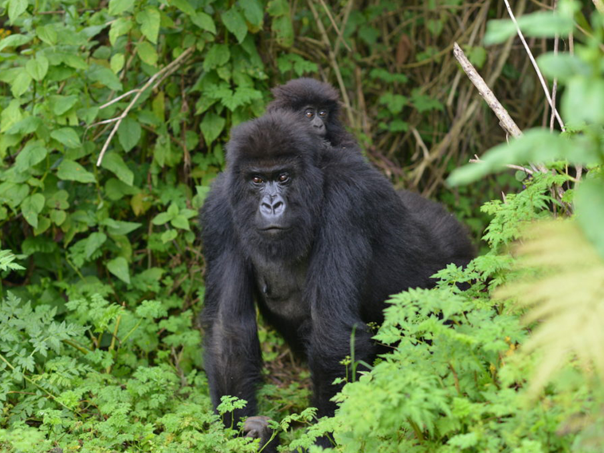 13 Days Rwanda Uganda safari