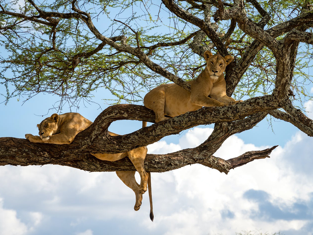 Africa Adventure Safari Tour