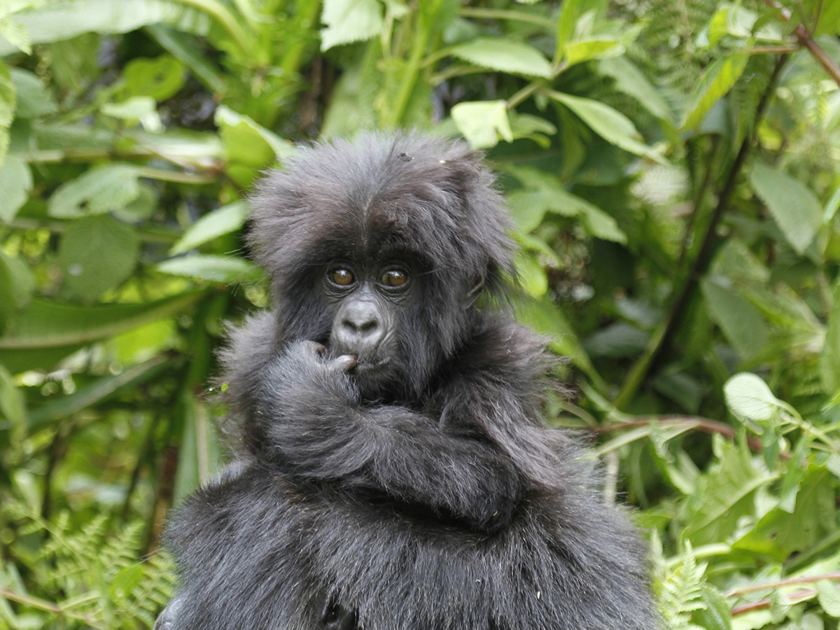 10 Day Bwindi gorillas and game viewing