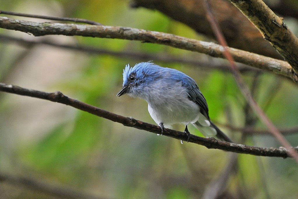 11 Days Bird Watching And Gorilla