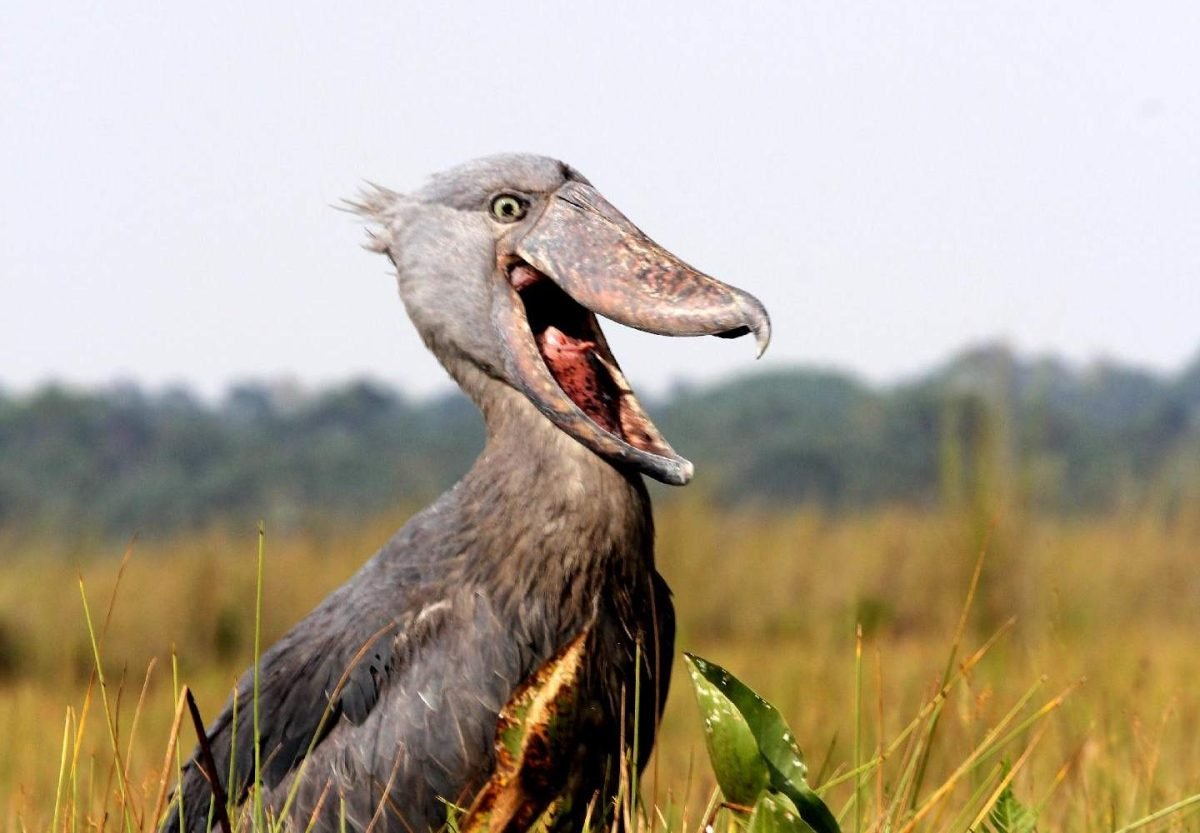 20 Days Birding Across Uganda