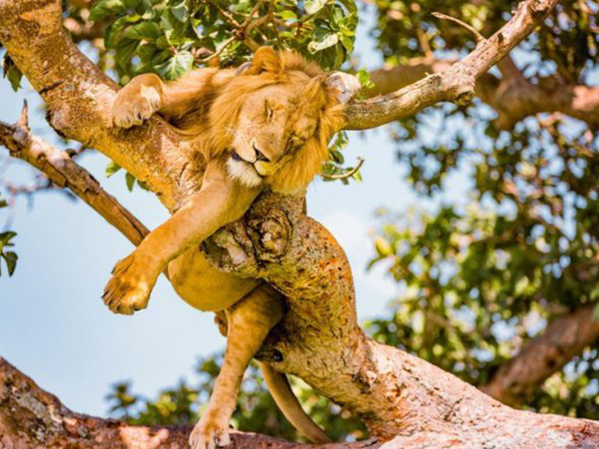 7 Days Best of Uganda