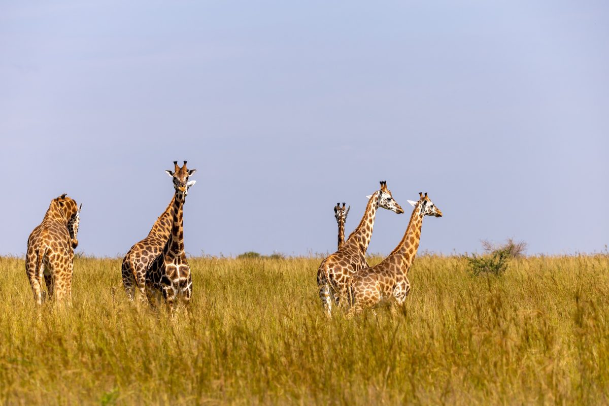 Uganda safaris tour holidays