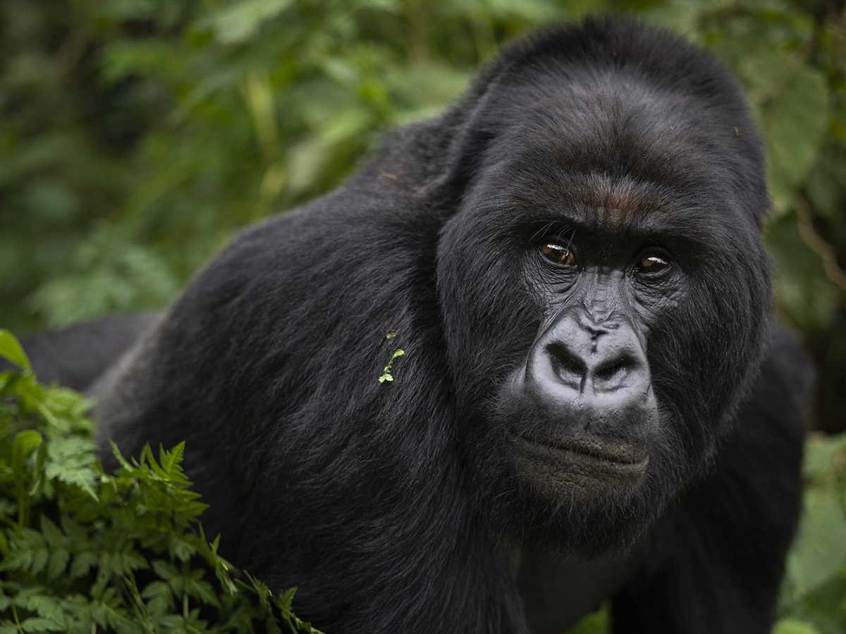 3 days gorilla tracking tour