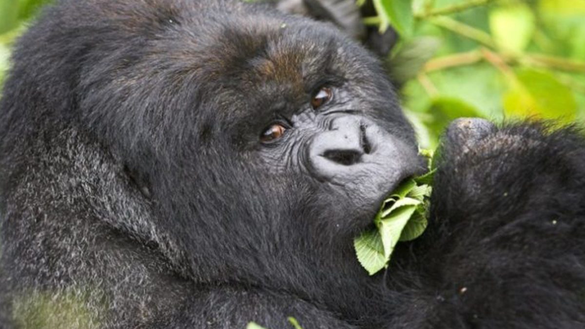 gorilla tracking safari