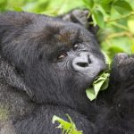gorilla tracking safari