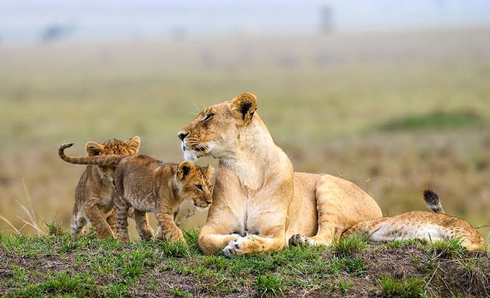 Rwanda Safaris Tour Holidays