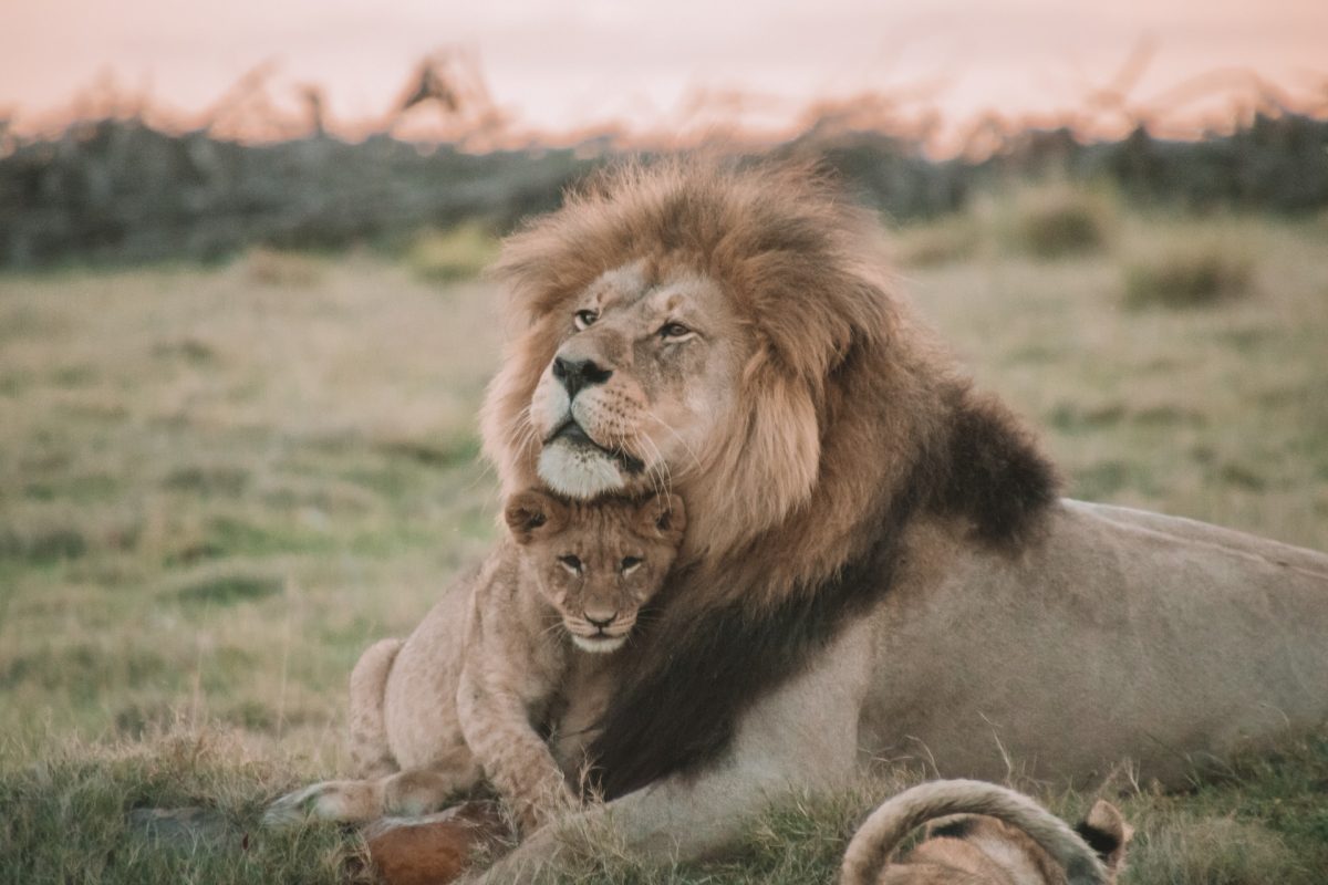 12 Days Uganda Safari Holidays