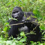 Rwanda safari cost 2026