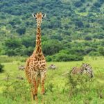 Travel Tips Rwanda