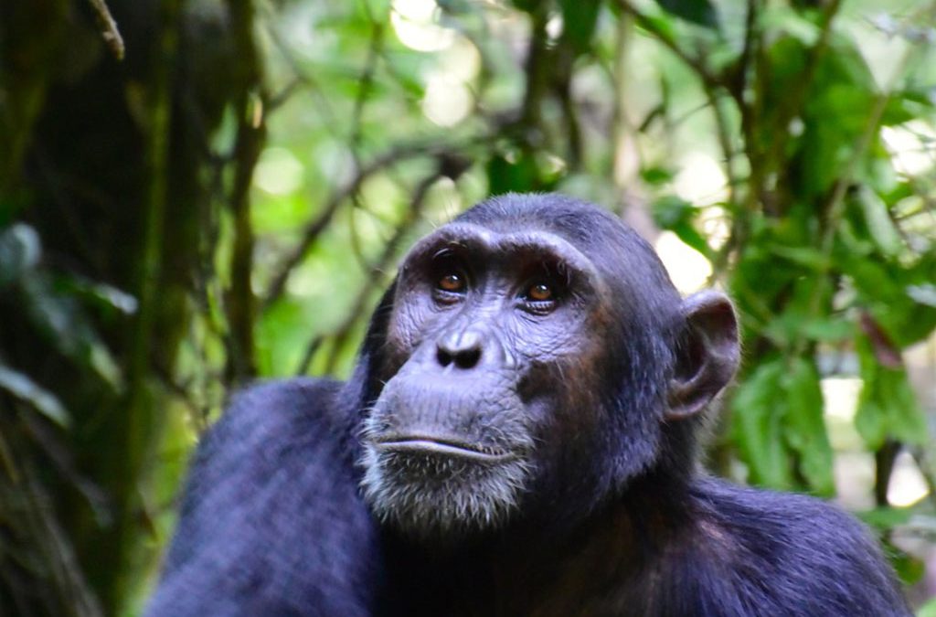 Ngogo chimpanzee community