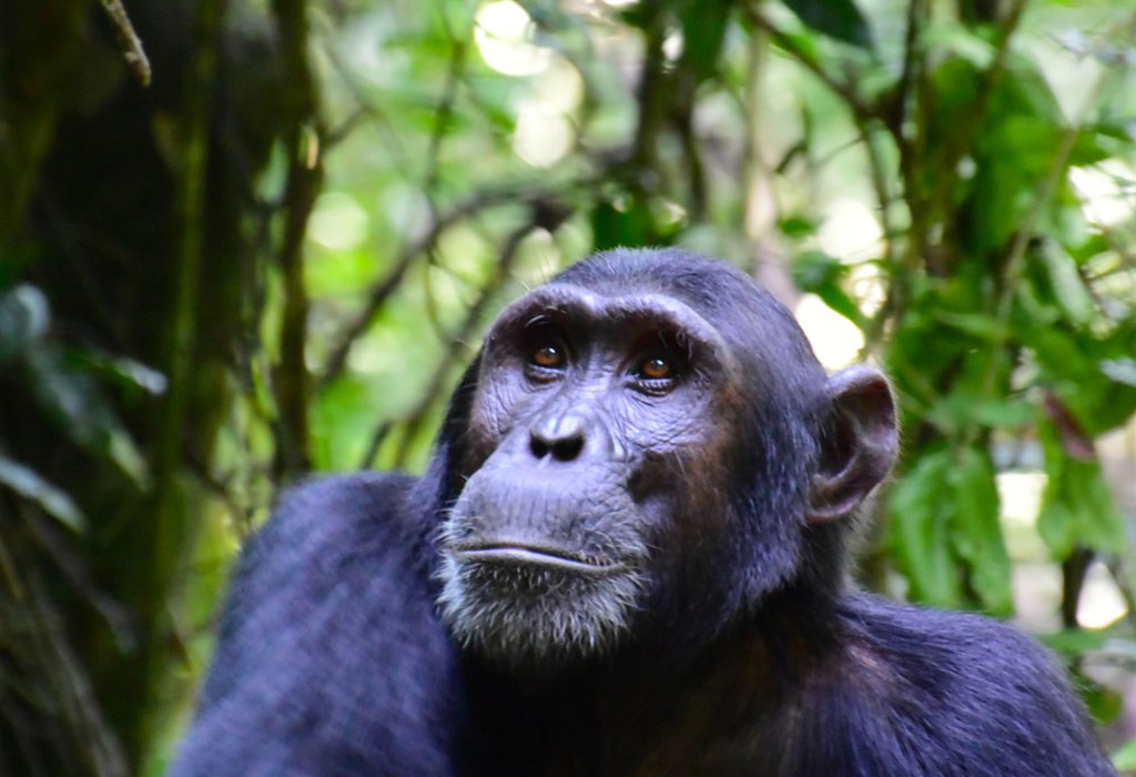Budongo Chimpanzee Tracking