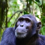 Budongo Chimpanzee Tracking