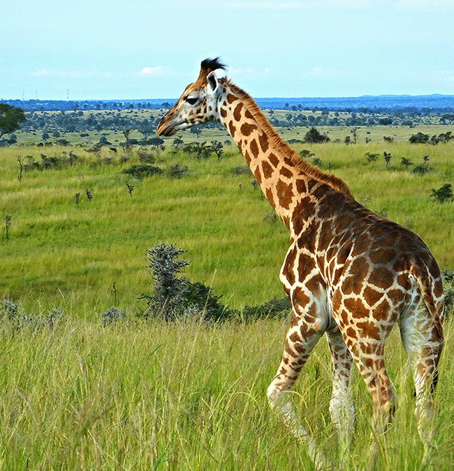 Murchison Falls National Park