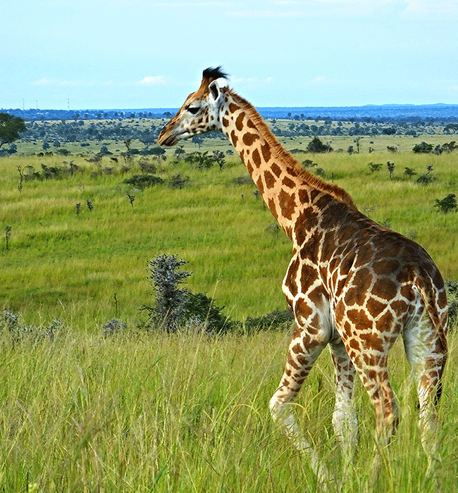 Murchison Falls National Park