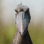 Shoebill Tracking in Uganda