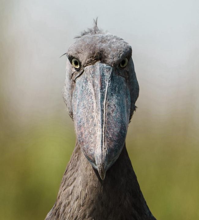 Shoebill Tracking in Uganda
