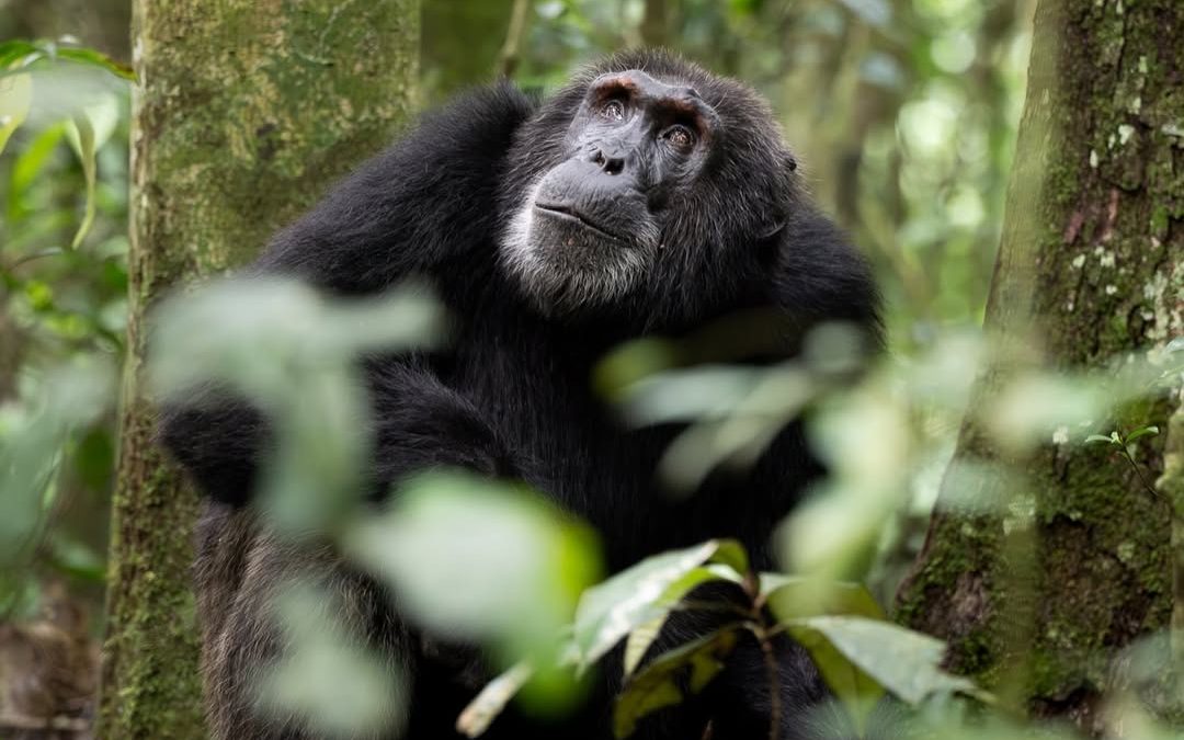 Chimpanzee trekking in Uganda and Rwanda