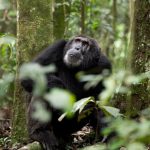 Chimpanzee trekking in Uganda and Rwanda