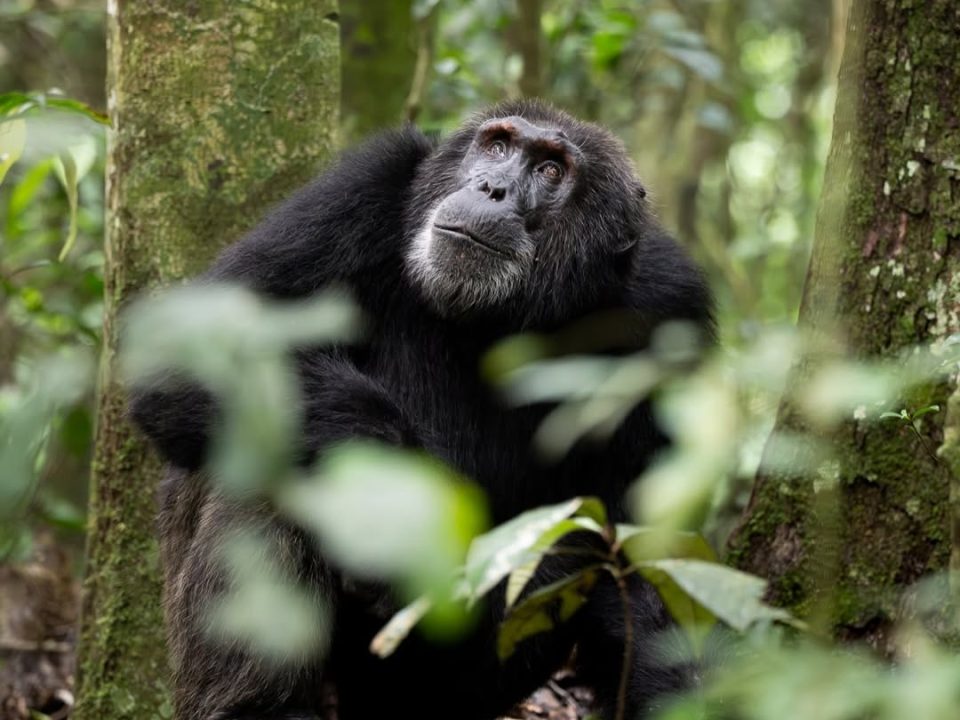 Chimpanzee trekking in Uganda and Rwanda