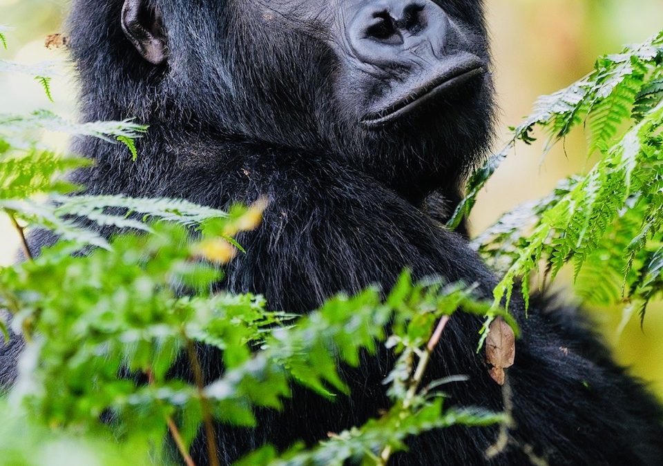 Big 5 Primates Rwanda Safari