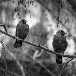 what animals do in bad weather