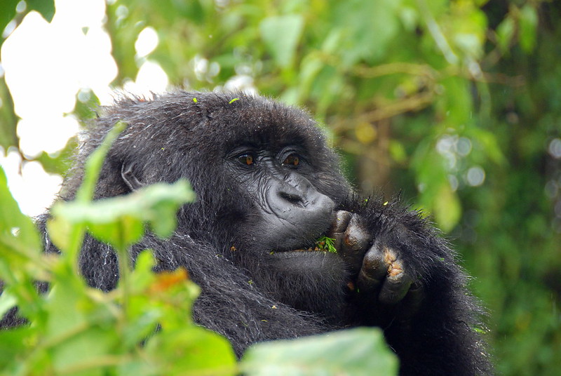 Uganda vs Rwanda gorilla trekking