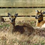 monogamous animal fathers