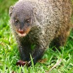 seeing mongooses in Uganda