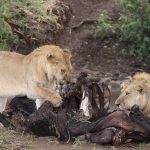 why humans must not feed wild animals
