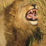 animals sniff urine