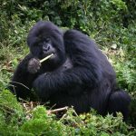 Gorilla Habituation Uganda