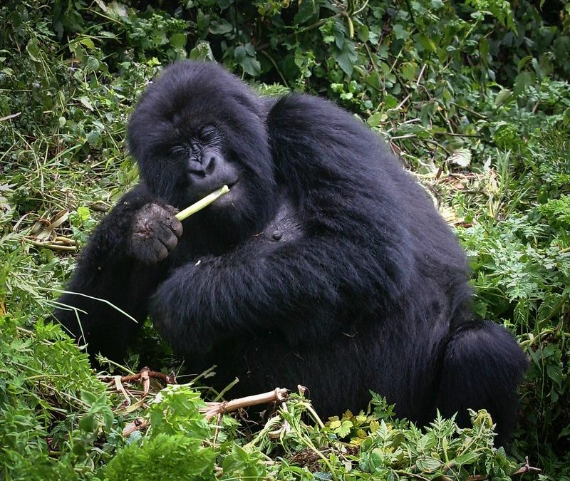 Gorilla Habituation Uganda