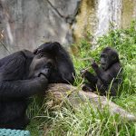 Gorilla trekking disabled Uganda
