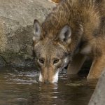do animals drink bad water