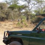 Ugandan safari activities