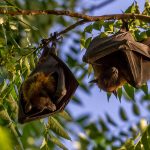 Bats only mammals fly