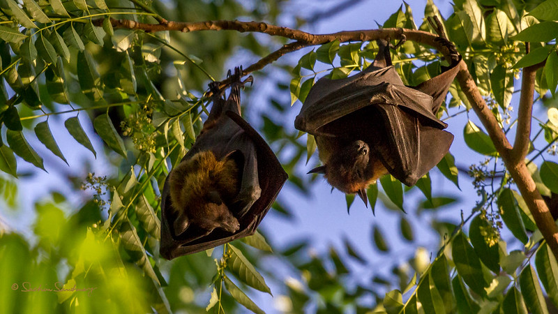 Bats only mammals fly