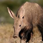 where to see aardvarks Uganda