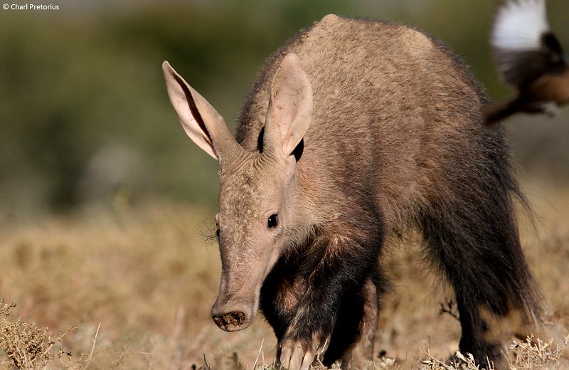 where to see aardvarks Uganda