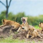 Best place to visit for a safari in Africa