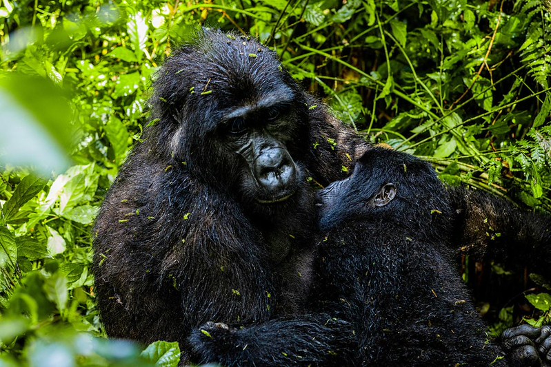airstrips around bwindi