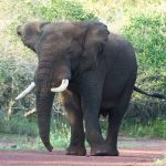 Rwanda Big Five safari