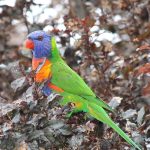 why do birds have feathers