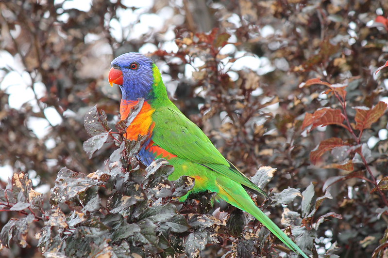why do birds have feathers