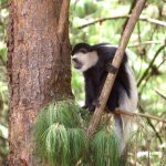 black-and-white colobus tracking