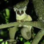 Bush baby tracking Kibale