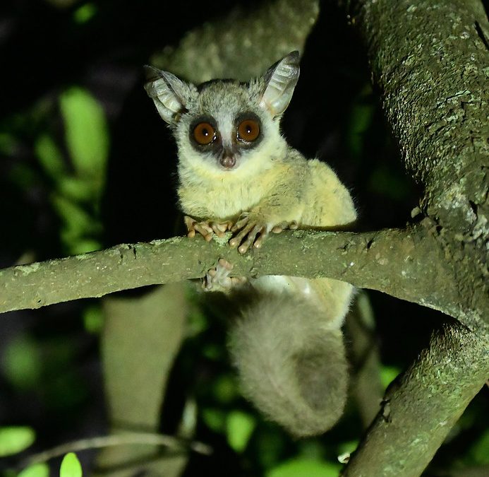 Bush baby tracking Kibale