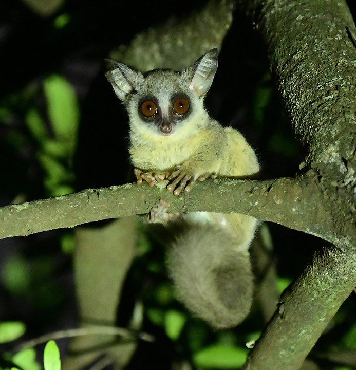 Bush baby tracking Kibale