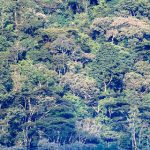 Bwindi impenetrable forest